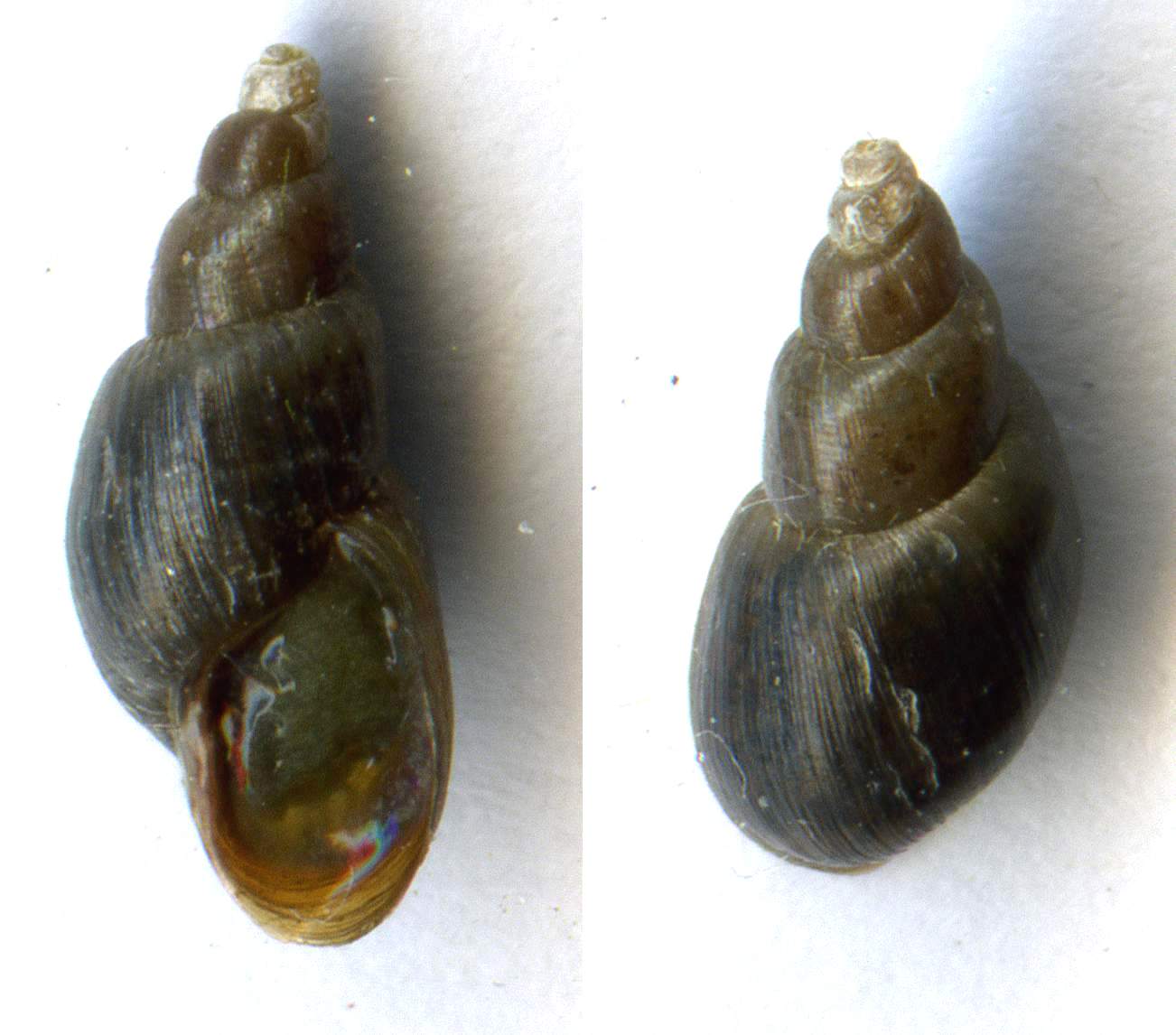 Galba (Galba) truncatula (O.F. Müller, 1774)